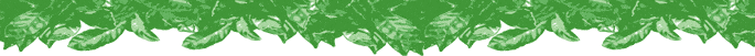 Groene en eerlijke koffie